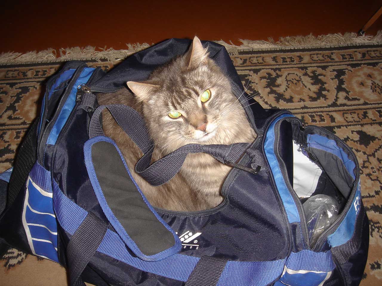 Katinas_tasheje.jpg