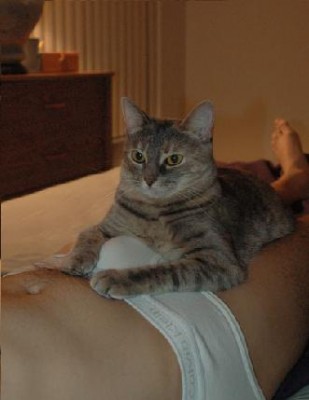 cat1.JPG (0 Baitų) Peržiūrėta 7645 kartus(ų) cat1.JPG