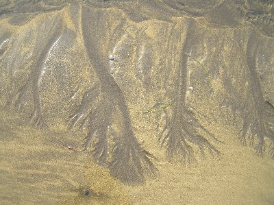 kanarai_2008_1 011.jpg