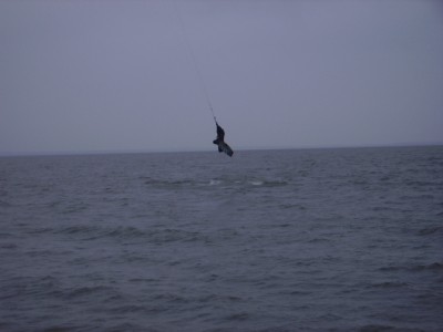 Juodkrante kiting 041.JPG
