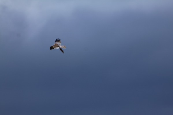 IMG_9154.JPG