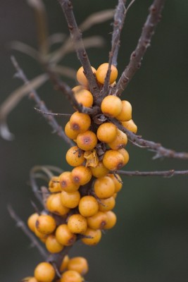 CRW_2729.jpg