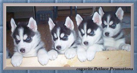 Huskie.jpg